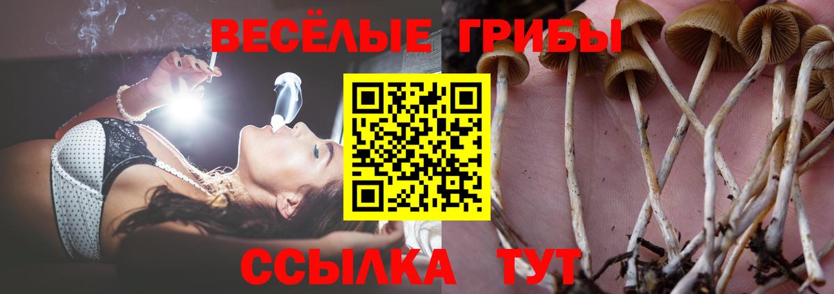 Псилоцибиновые грибы Psilocybe Калининград